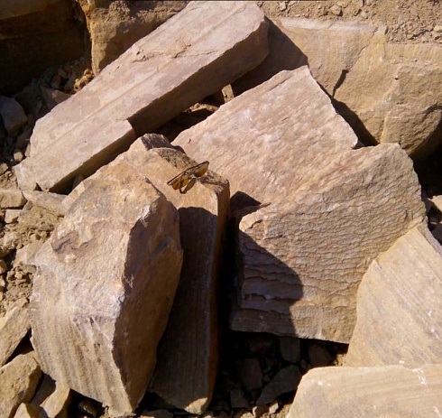 Kamenclub.ru: Песчаник пластушка желтый с рисунком (7-15 см)  купить в Люберцах плитняк - пластушка - бут желтый песчаник 10200 руб/м3   фото КАМЕНЬ КЛУБ