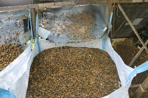 Kamenclub.ru: Галька окат (серо-желтая) фр.10-20 мм. купить  в Люберцах галька серо-желтая, рыжая, серый речная окатанная округлая галька 5000 руб/т   фото КАМЕНЬ КЛУБ