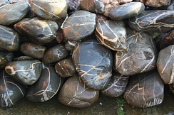 Kamenclub.ru: Валунчик Паутинник фр.100-300 мм  купить в Люберцах крупный природный камень галечник темно-серый с прожилками белый черный речной валунчик 5000 руб/т   фото КАМЕНЬ КЛУБ