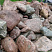Kamenclub.ru: Конгломераты фр. 300-1000 мм.  купить в Люберцах кварц мрамор диабаз коричневый, серый зеленоватый речной валун крупный 6500 руб/т   фото КАМЕНЬ КЛУБ