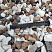 Kamenclub.ru: Мраморная крошка (щебень крошка микс : белый-черный-розовый) фр. 20-40 мм.  купить в Люберцах мрамор белый, черный, розовый декоративная ландшафтная крошка 12000 руб/т   фото КАМЕНЬ КЛУБ
