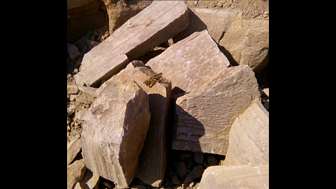 Kamenclub.ru: Песчаник пластушка желтый с рисунком (4-6 см)  купить в Люберцах плитняк пластушка желтый с рисунком песчаник 9 000 руб/м3   фото КАМЕНЬ КЛУБ