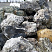 Kamenclub.ru: Черный гранит - кварцит фр. 500-1000 мм.  купить в Люберцах гранит кварцит черный серый белый скальный колотый валун 9750 руб/т   фото КАМЕНЬ КЛУБ