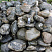Kamenclub.ru: Валунчик Паутинник фр.100-300 мм  купить в Люберцах крупный природный камень галечник темно-серый с прожилками белый черный речной валунчик 5000 руб/т   фото КАМЕНЬ КЛУБ