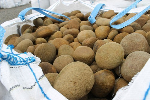 Kamenclub.ru: Песчаник ядра, фр. 100-300 мм  купить в Люберцах песчаник бежевый серый рыжий речная галька 5 000 руб/т   фото КАМЕНЬ КЛУБ