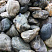 Kamenclub.ru: Речной валун Кабанчик фр.300-500 мм.  купить в Люберцах крупный природный камень галька серый, темно-серый речной валун галечник масштабный 7000 руб/т   фото КАМЕНЬ КЛУБ