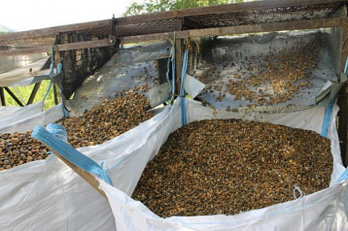 Kamenclub.ru: Галька окат (серо-желтая) фр.10-20 мм. купить  в Люберцах галька серо-желтая, рыжая, серый речная окатанная округлая галька 5000 руб/т   фото КАМЕНЬ КЛУБ