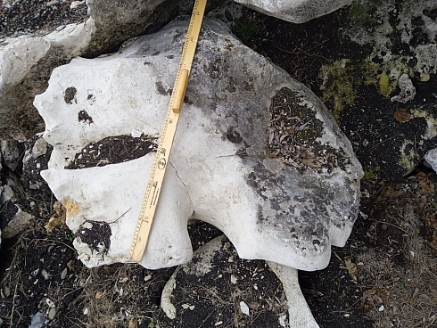 Kamenclub.ru: Выветренный известняк (степной) фр. 500-1500 мм.  купить в Люберцах    10000 руб/т   фото КАМЕНЬ КЛУБ