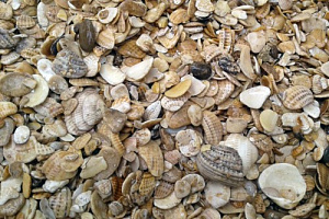 Морская ракушка фр. 5-20 мм  купить в Люберцах фото Камень Клуб