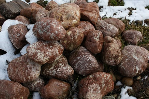 Kamenclub.ru: Розовый валунчик фр.100-300 мм.  купить в Люберцах крупный природный камень розовый, серый молочный красный речной галечник природный 7850 руб/т   фото КАМЕНЬ КЛУБ